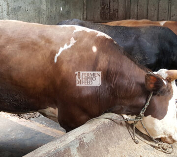 Cara Cepat Meningkatkan Bobot Sapi