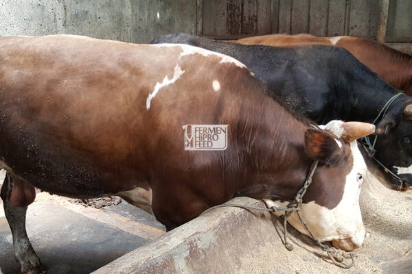 Cara Cepat Meningkatkan Bobot Sapi