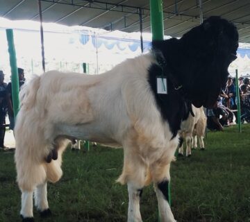 cara ternak kambing etawa