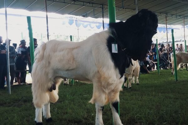 cara ternak kambing etawa