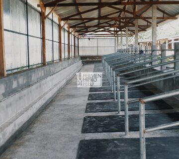 Cara Membuat Desain Kandang Sapi Potong yang Ideal