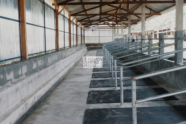 Cara Membuat Desain Kandang Sapi Potong yang Ideal
