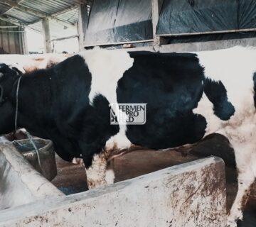 Jenis-jenis Penyakit yang Menyerang Sapi Potong dan Pencegahannya