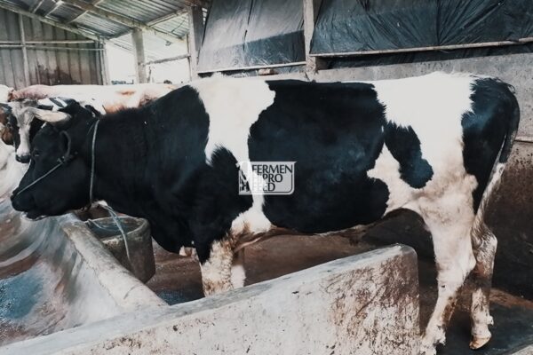 Jenis-jenis Penyakit yang Menyerang Sapi Potong dan Pencegahannya