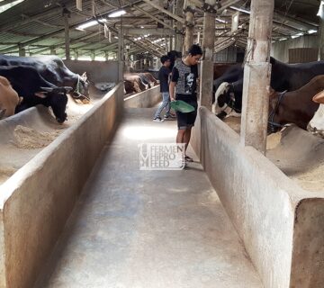 Jenis Sapi Ternak di Indonesia