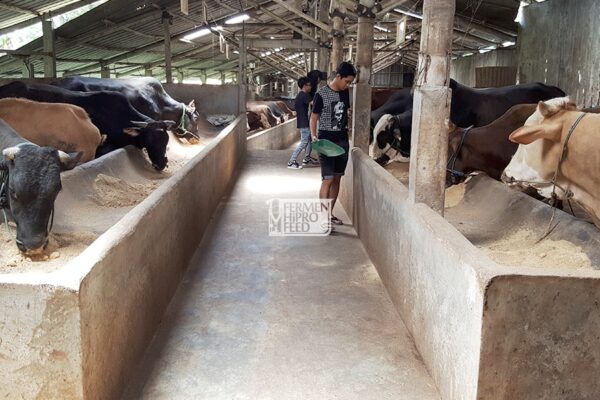 Jenis Sapi Ternak di Indonesia