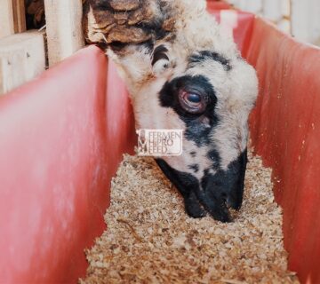 Mengenal Ransum Ternak - Pakan Jadi Dari Berbagai Bahan