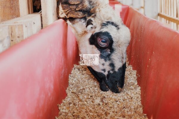 Mengenal Ransum Ternak - Pakan Jadi Dari Berbagai Bahan