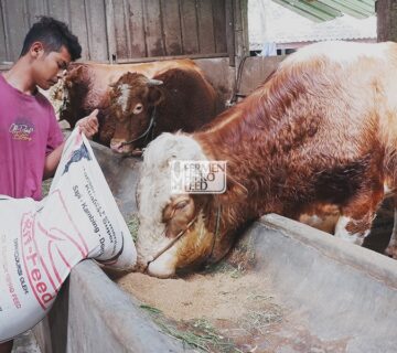 Apa itu Ternak Ruminansia & Bagaimana Budidayanya?