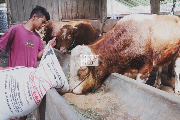 Apa itu Ternak Ruminansia & Bagaimana Budidayanya?