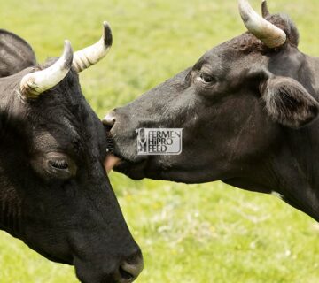 Mengenal Siklus Birahi Sapi, Tanda & Cara Mempercepatnya