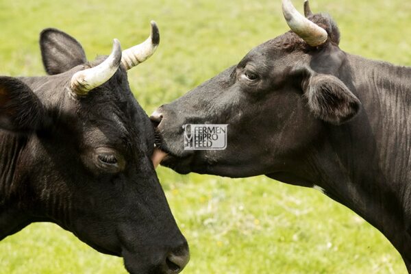 Mengenal Siklus Birahi Sapi, Tanda & Cara Mempercepatnya