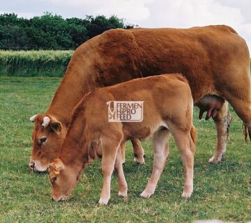 Tips Memilih Bibit Sapi Unggulan