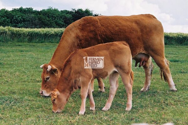 Tips Memilih Bibit Sapi Unggulan