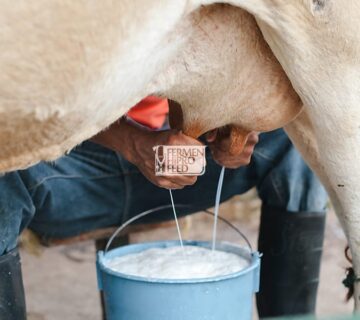 Cara Meningkatkan Produktivitas Susu Sapi Perah