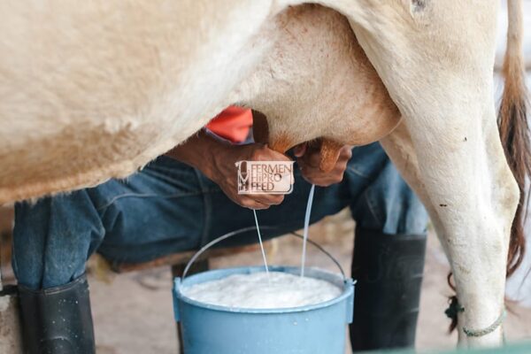 Cara Meningkatkan Produktivitas Susu Sapi Perah