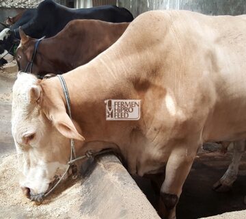 Ciri-ciri Konsentrat Sapi Yang Bagus dan Berkualitas