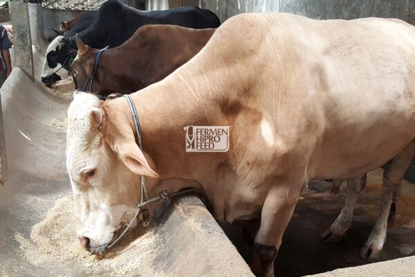 Ciri-ciri Konsentrat Sapi Yang Bagus dan Berkualitas