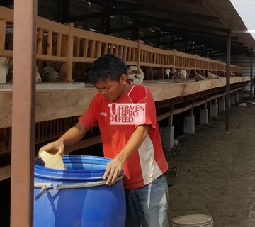 Fermentasi Pakan Kambing, Tips Jitu Jadi Kambing Unggulan