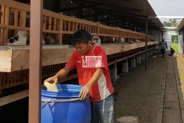 Fermentasi Pakan Kambing, Tips Jitu Jadi Kambing Unggulan