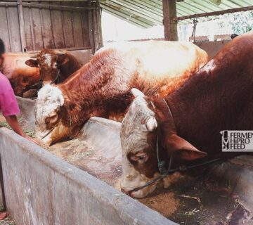 Tips Jadwal Pemberian Pakan Konsentrat Pada Sapi Potong
