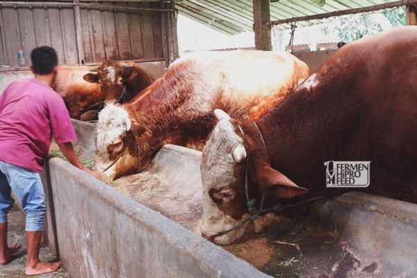 Tips Jadwal Pemberian Pakan Konsentrat Pada Sapi Potong