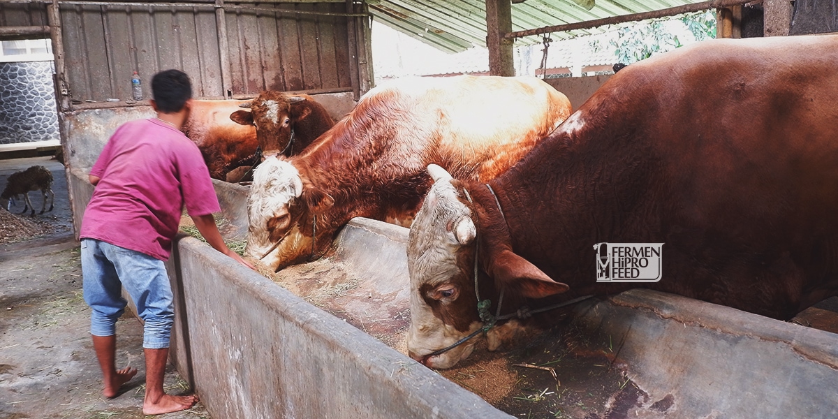 Strategi Efektif Menentukan Jadwal Pemberian Pakan Sapi Potong Strategi Efektif Menentukan Jadwal Pemberian Pakan Sapi Potong