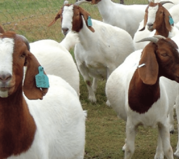 jenis-kambing-pedaging-unggulan-bikin-cepat-kaya