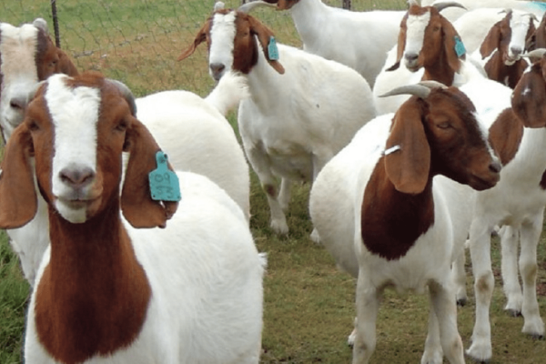 jenis-kambing-pedaging-unggulan-bikin-cepat-kaya