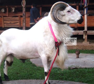 jual pakan domba di garut