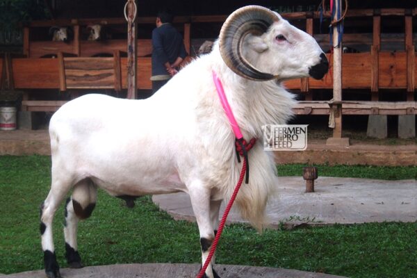 jual pakan domba di garut