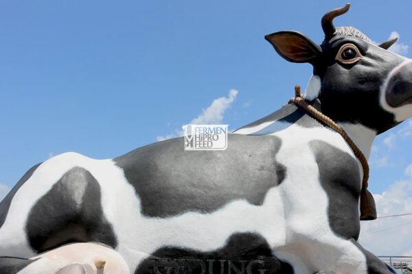 Jual Pakan Fermentasi di Boyolali, Jawa Tengah