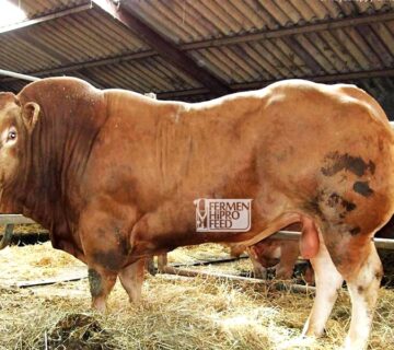 karakteristik sapi limousin dan pakan yang pas