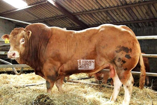 karakteristik sapi limousin dan pakan yang pas