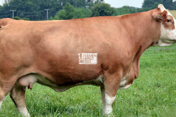 Karakteristik Sapi Simental dan Pakan yang Tepat