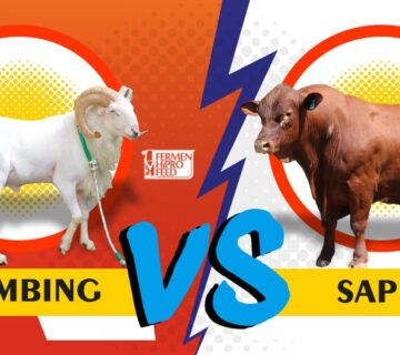 Keuntungan Ternak Kambing vs Sapi