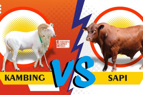 Keuntungan Ternak Kambing vs Sapi
