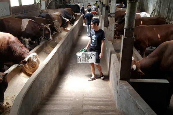 Mengenal Istilah-istilah Dalam Peternakan Ruminansia 