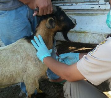 Penyebab Kambing Keracunan dan Cara Mengatasinya