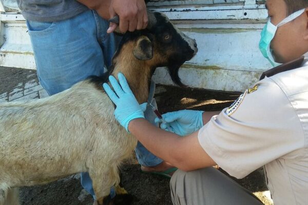 Penyebab Kambing Keracunan dan Cara Mengatasinya