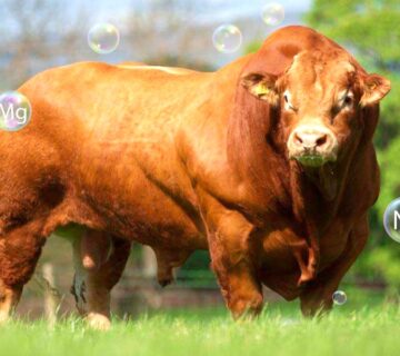 Peran Mineral Bagi Ternak Ruminansia