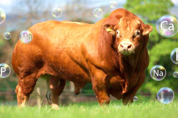 Peran Mineral Bagi Ternak Ruminansia