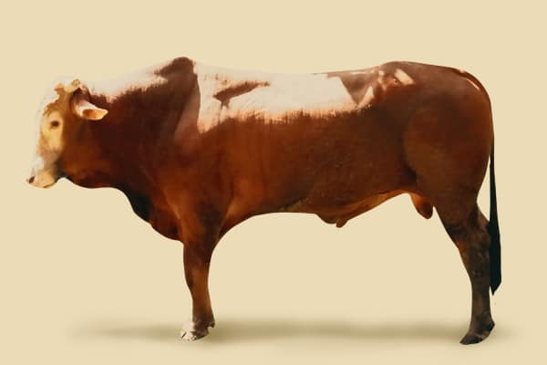 sapi sebelum dicberi pakan ternak fermentasi