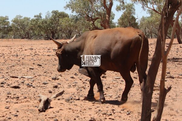 solusi-pakan-di-musim-kemarau Pakan Fermentasi, Solusi Pakan di Musim Kemarau