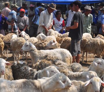 Cara Memasarkan Kambing dan Domba yang Efektif