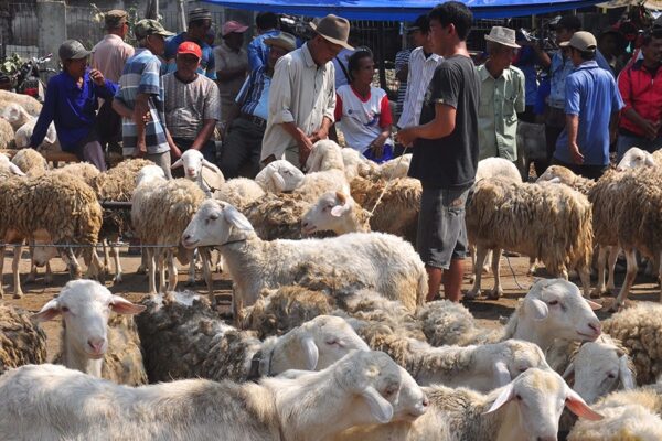 cara-pemasaran-kambing-dan-domba Cara Memasarkan Kambing dan Domba yang Efektif