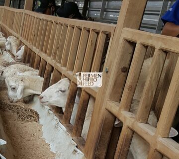 Jual Pakan Kambing dan Domba Fermentasi Bernutrisi Tinggi