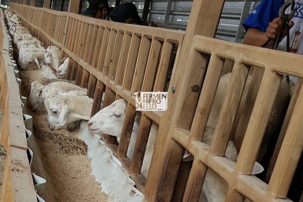 Jual Pakan Kambing dan Domba Fermentasi Bernutrisi Tinggi