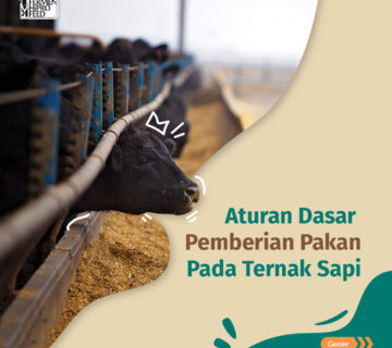 Aturan Pemberian pakan