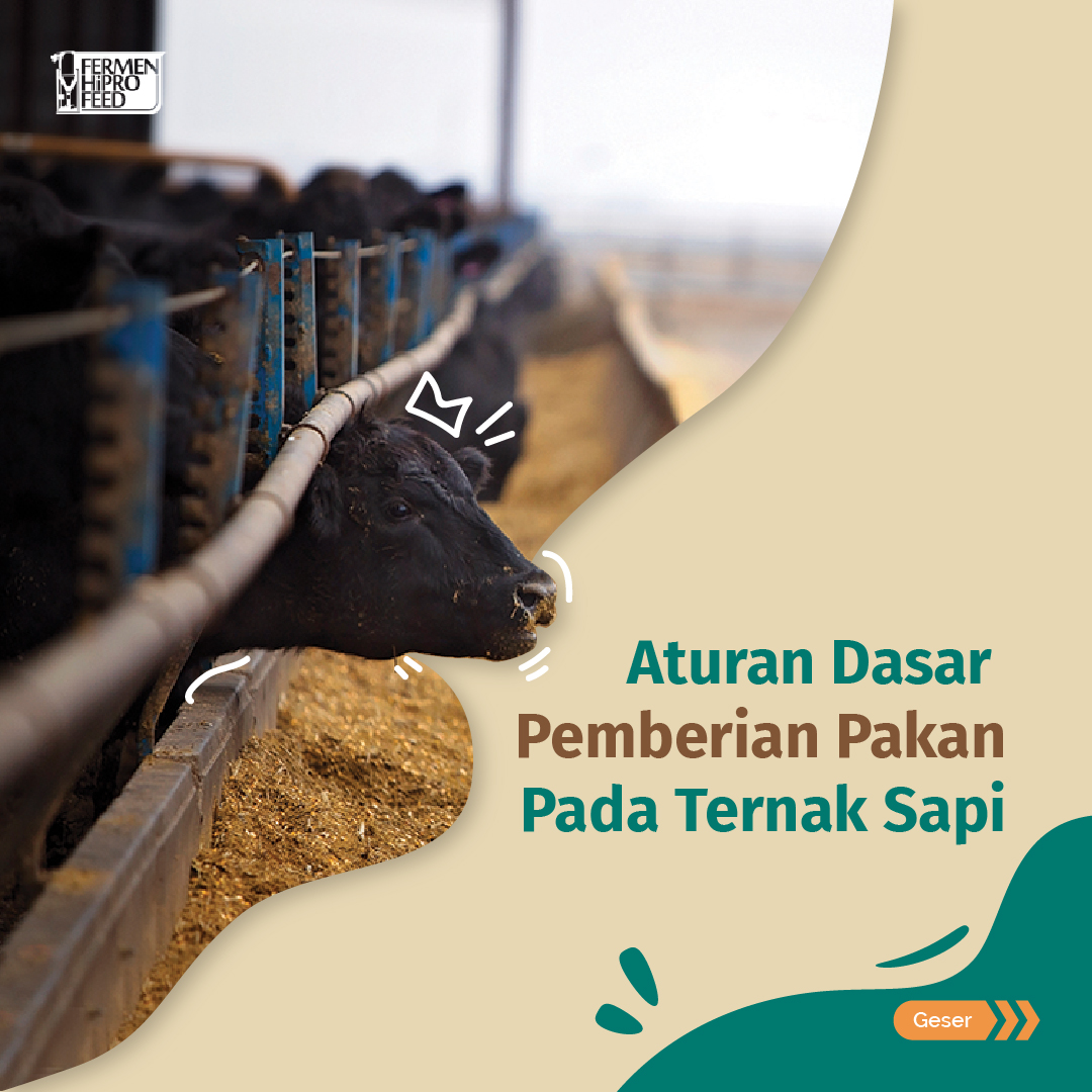 Aturan Pemberian pakan